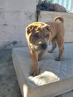 processed/37b89828-7031-43c5-ac3e-79f7b4b52de7/listing/6194581f-081e-479b-bf63-d1ba4f19d891/7cf7ff78-38a6-4e8c-abcf-ece021b33180