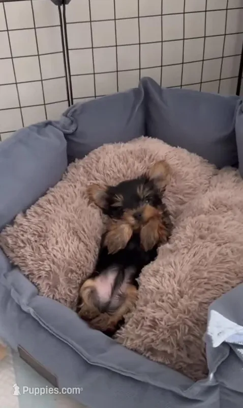 Yorkie – Yorkipoo puppy for sale in Los Angeles, CA