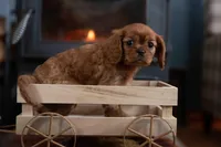 Gerald, a male Cavalier King Charles Spaniel for sale in Winchester, OH – Photo 4 of 4