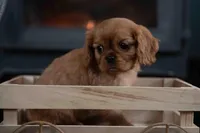 Gerald, a male Cavalier King Charles Spaniel for sale in Winchester, OH – Photo 1 of 4