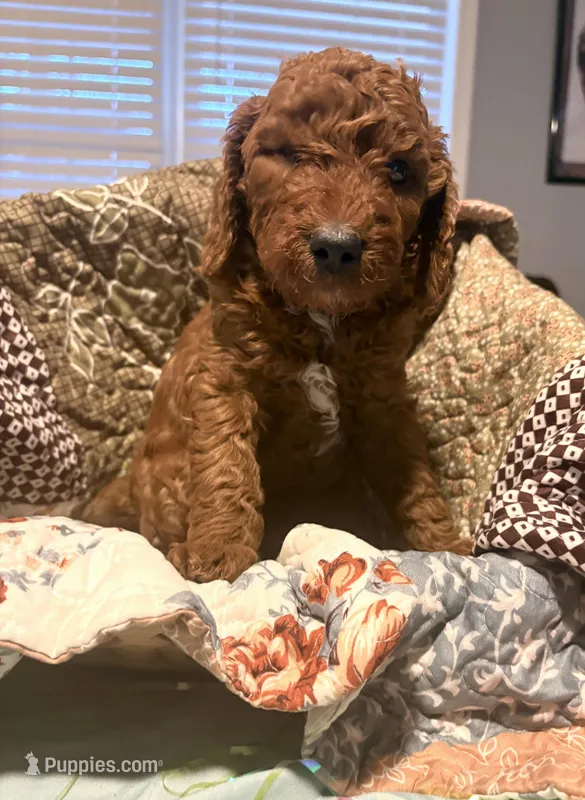Waylon, a male Poodle - Miniature  for sale in Raleigh, NC – Photo 1 of 1