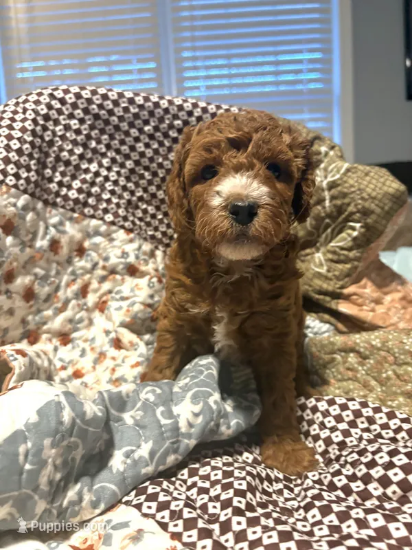 Dolly, a male Poodle - Miniature  for sale in Raleigh, NC – Photo 1 of 1