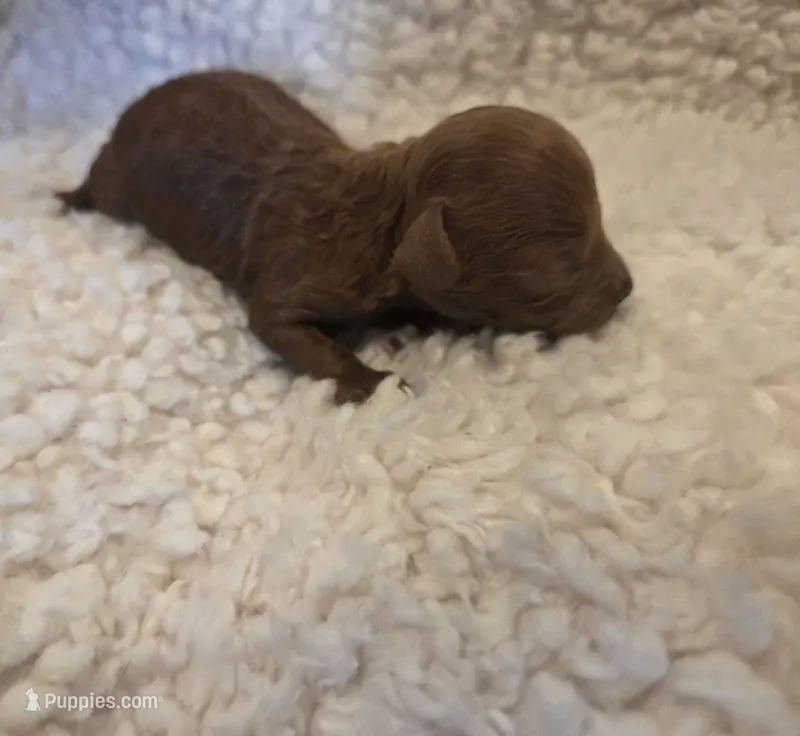 Boy – Poodle - Toy  puppy for sale in Marietta, GA
