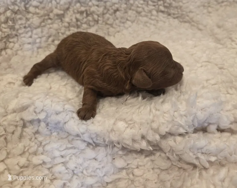 Girl – Poodle - Toy  puppy for sale in Marietta, GA