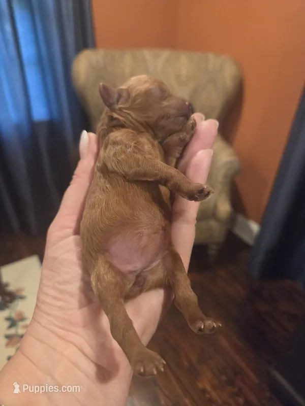 Girl – Poodle - Toy  puppy for sale in Marietta, GA