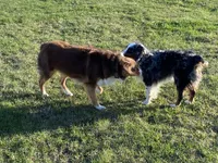 Asher , a male Australian Shepherd for sale in Preston, IA – 3 of 3