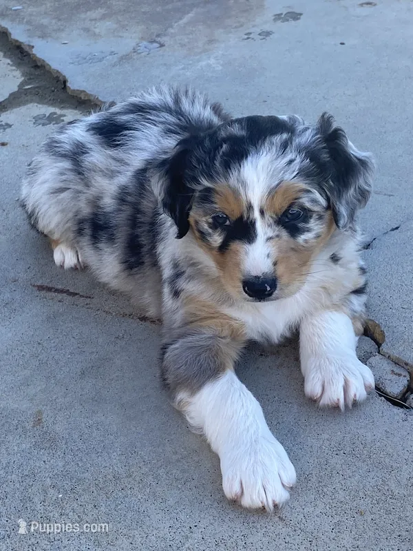 Asher  – Australian Shepherd puppy for sale in Preston, IA