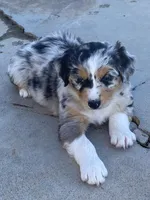 Asher , a male Australian Shepherd for sale in Preston, IA – 1 of 3