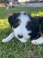Honeysuckle, a female Australian Shepherd for sale in Preston, IA – 2 of 4