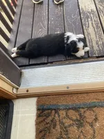 Honeysuckle, a female Australian Shepherd for sale in Preston, IA – 3 of 4