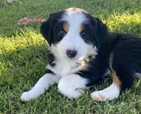 Honeysuckle, a female Australian Shepherd for sale in Preston, IA – 1 of 4