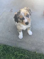 Asher , a male Australian Shepherd for sale in Preston, IA – 2 of 3