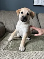 Billy Girl, a female Siberian Husky and Cane Corso for sale in Windsor, CT – Photo 1 of 10
