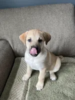 Billy Girl, a female Siberian Husky and Cane Corso for sale in Windsor, CT – Photo 8 of 10