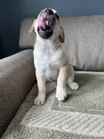Billy Girl, a female Siberian Husky and Cane Corso for sale in Windsor, CT – Photo 7 of 10