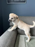 Billy Girl, a female Siberian Husky and Cane Corso for sale in Windsor, CT – Photo 5 of 10