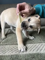Billy Girl, a female Siberian Husky and Cane Corso for sale in Windsor, CT – Photo 4 of 10