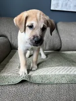 Billy Girl, a female Siberian Husky and Cane Corso for sale in Windsor, CT – Photo 3 of 10