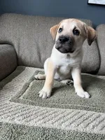 Billy Girl, a female Siberian Husky and Cane Corso for sale in Windsor, CT – Photo 6 of 10