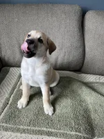 Billy Girl, a female Siberian Husky and Cane Corso for sale in Windsor, CT – Photo 10 of 10