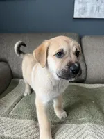 Daisy Dukes, a female Siberian Husky and Cane Corso for sale in Windsor, CT – Photo 6 of 7