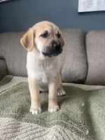 Daisy Dukes, a female Siberian Husky and Cane Corso for sale in Windsor, CT – Photo 7 of 7