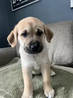 Daisy Dukes, a female Siberian Husky and Cane Corso for sale in Windsor, CT – Photo 4 of 7