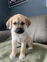 Daisy Dukes, a female Siberian Husky and Cane Corso for sale in Windsor, CT – Photo 5 of 7