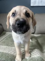 Daisy Dukes, a female Siberian Husky and Cane Corso for sale in Windsor, CT – Photo 1 of 7