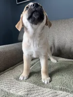 Daisy Dukes, a female Siberian Husky and Cane Corso for sale in Windsor, CT – Photo 3 of 7