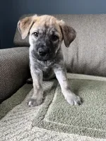 June Bug, a female Siberian Husky and Cane Corso for sale in Windsor, CT – Photo 3 of 4