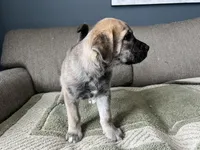 June Bug, a female Siberian Husky and Cane Corso for sale in Windsor, CT – Photo 2 of 4