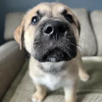 Little Bear, a male Siberian Husky and Cane Corso for sale in Windsor, CT – Photo 1 of 8