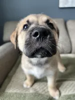 Little Bear, a male Siberian Husky and Cane Corso for sale in Windsor, CT – Photo 1 of 8