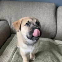 Little Bear, a male Siberian Husky and Cane Corso for sale in Windsor, CT – Photo 5 of 8