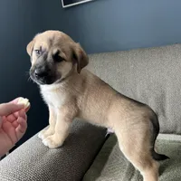 Little Bear, a male Siberian Husky and Cane Corso for sale in Windsor, CT – Photo 6 of 8