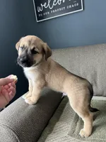 Little Bear, a male Siberian Husky and Cane Corso for sale in Windsor, CT – Photo 6 of 8