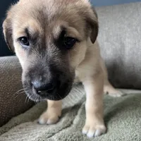 Little Bear, a male Siberian Husky and Cane Corso for sale in Windsor, CT – Photo 4 of 8
