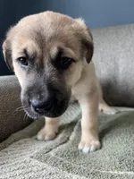 Little Bear, a male Siberian Husky and Cane Corso for sale in Windsor, CT – Photo 3 of 8