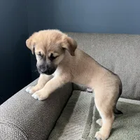 Little Bear, a male Siberian Husky and Cane Corso for sale in Windsor, CT – Photo 8 of 8