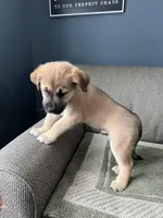 Little Bear, a male Siberian Husky and Cane Corso for sale in Windsor, CT – Photo 8 of 8