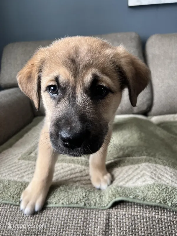 Little Bear – Siberian Husky, Cane Corso puppy for sale in Windsor, CT