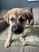 Little Bear, a male Siberian Husky and Cane Corso for sale in Windsor, CT – Photo 2 of 8