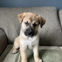 Little Bear, a male Siberian Husky and Cane Corso for sale in Windsor, CT – Photo 7 of 8