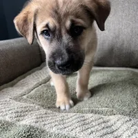 Little Bear, a male Siberian Husky and Cane Corso for sale in Windsor, CT – Photo 3 of 8