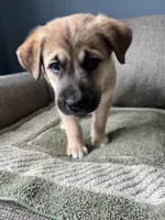 Little Bear, a male Siberian Husky and Cane Corso for sale in Windsor, CT – Photo 5 of 8