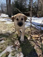 Lilly, a female Siberian Husky and Cane Corso for sale in Windsor, CT – Photo 1 of 8