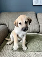 Lilly, a female Siberian Husky and Cane Corso for sale in Windsor, CT – Photo 6 of 8