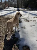 Lilly, a female Siberian Husky and Cane Corso for sale in Windsor, CT – Photo 4 of 8