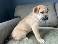 Thor, a male Siberian Husky and Cane Corso for sale in Windsor, CT – Photo 6 of 7